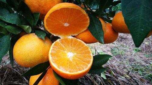 柑橘果农爆料视频,揭秘柑橘种植背后的辛酸与真相 第3张 柑橘果农爆料视频,揭秘柑橘种植背后的辛酸与真相 第3张